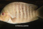 Paretroplus polyactis - 